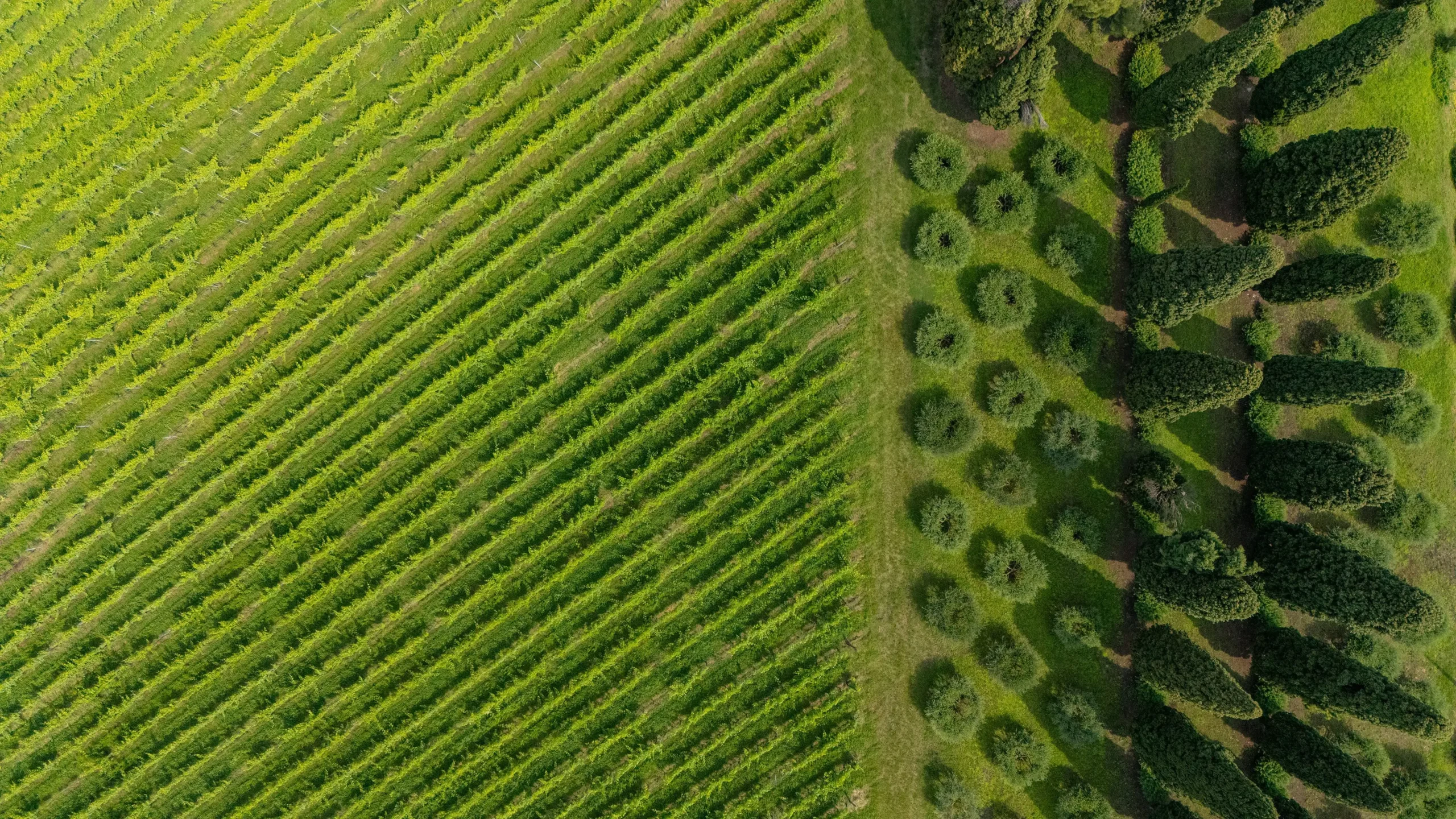 Vista aerea dei vigneti Fumanelli con filari ordinati e alberi di cipresso nella Valpolicella.