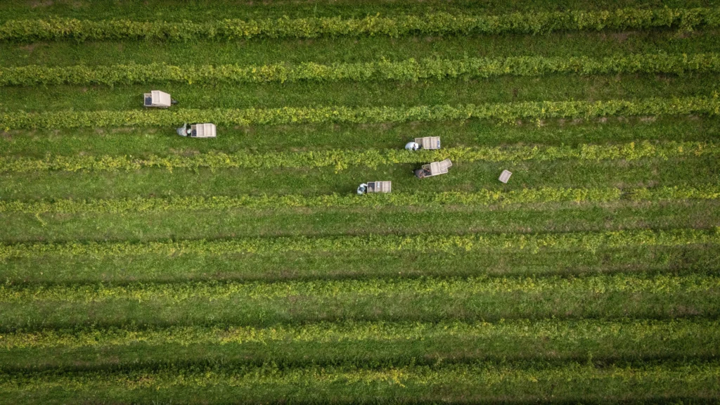 Vista aerea della vendemmia nei vigneti Fumanelli con operatori e cassette per la raccolta dell’uva nella Valpolicella.Vista aerea della vendemmia nei vigneti Fumanelli con operatori e cassette per la raccolta dell’uva nella Valpolicella.