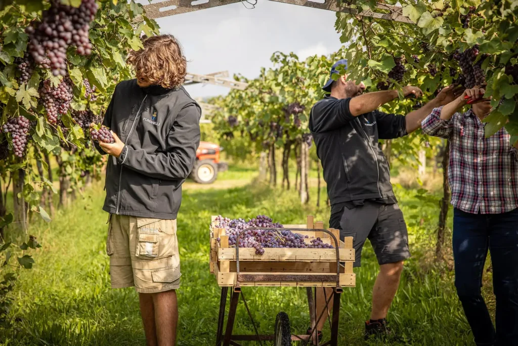 Vendemmia manuale nei vigneti Fumanelli, tre persone raccolgono uva rossa e la ripongono in cassette di legno nella Valpolicella.