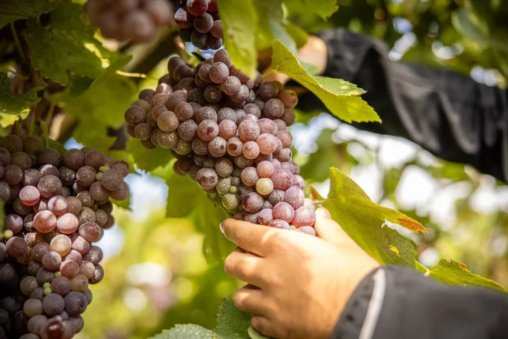 Dettaglio di grappolo d’uva rossa durante la vendemmia manuale nei vigneti Fumanelli in Valpolicella.