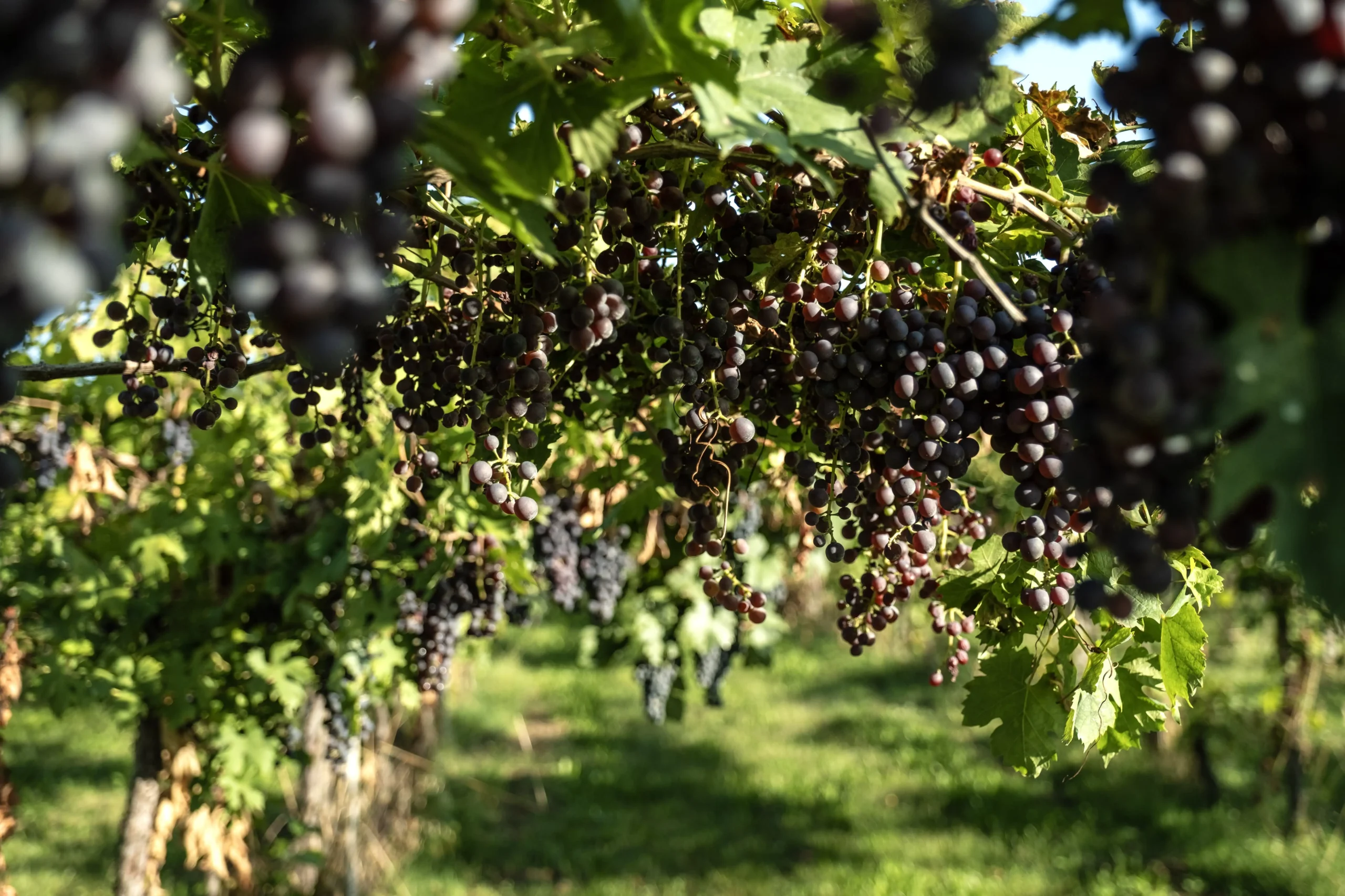 Grappoli di uva rossa matura nei vigneti Fumanelli a Verona