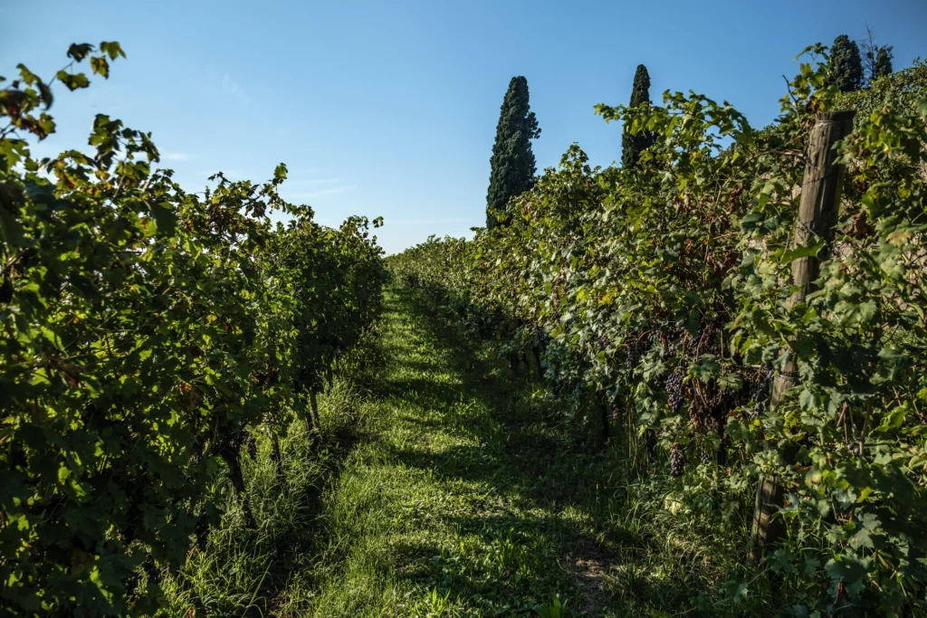 Filari di vigneti a Villa Marchesi Fumanelli in Valpolicella