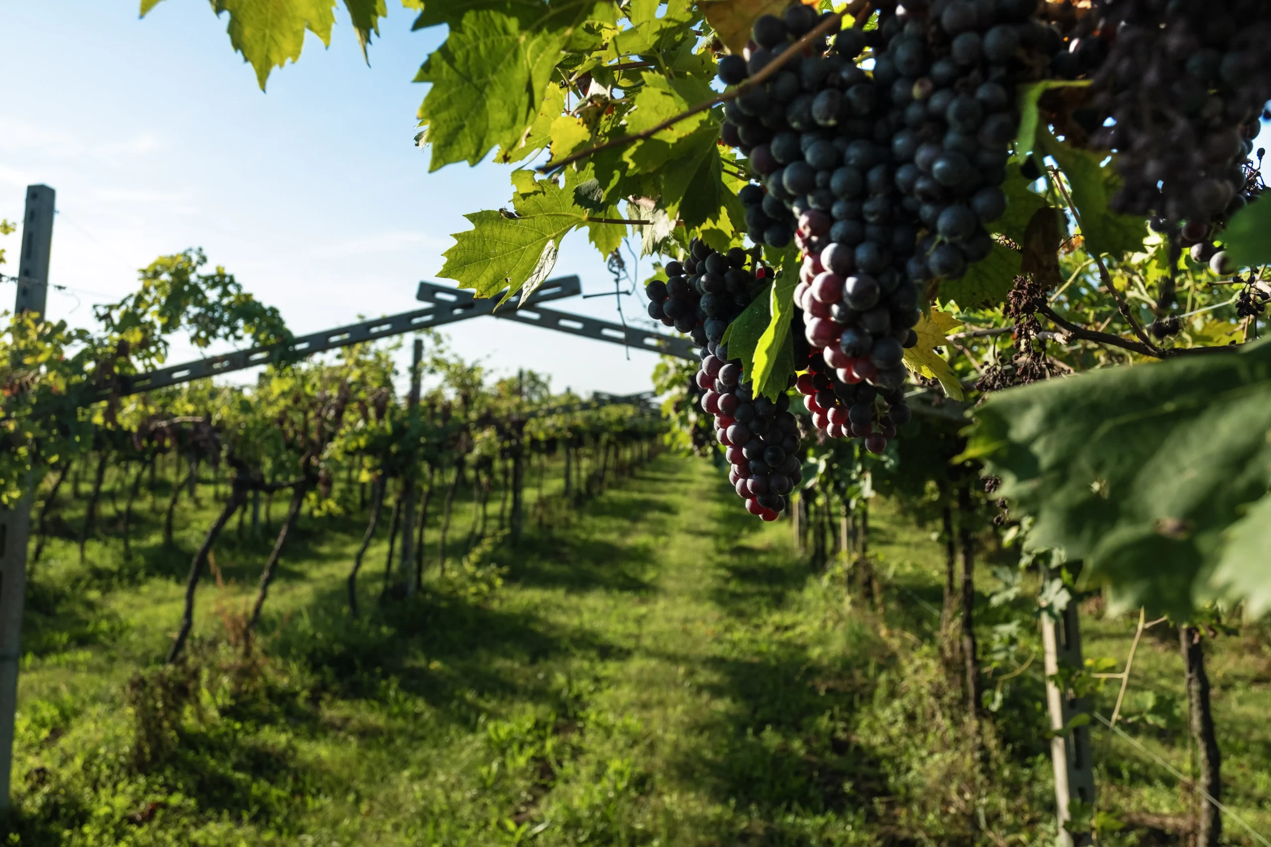 Grappoli d'uva rossa maturi nei vigneti Marchesi Fumanelli in Valpolicella.